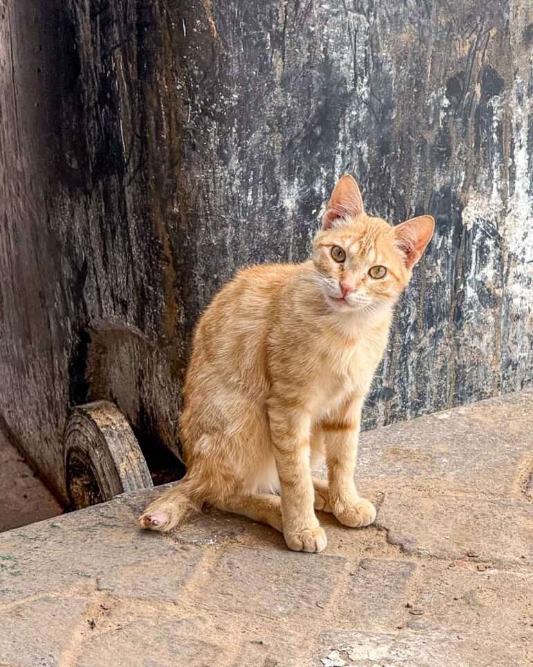 Laayoune Länsi-Sahara