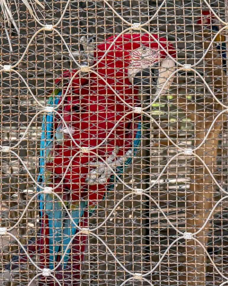 Lintupuisto Laayoune