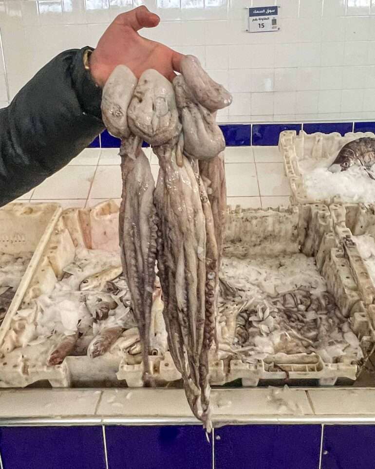 Laayounesta Atlantin rannikolle