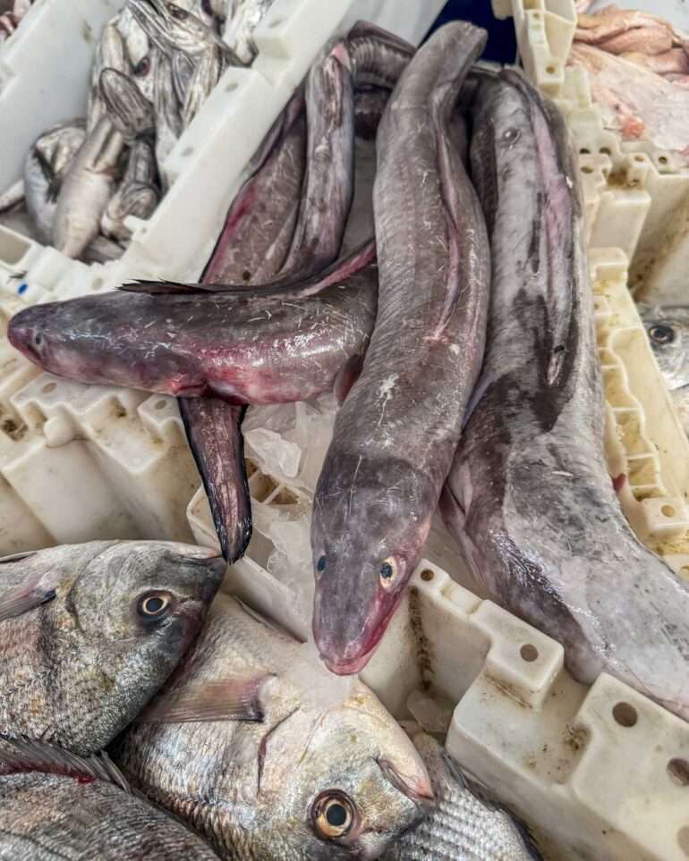 Laayounesta Atlantin rannikolle