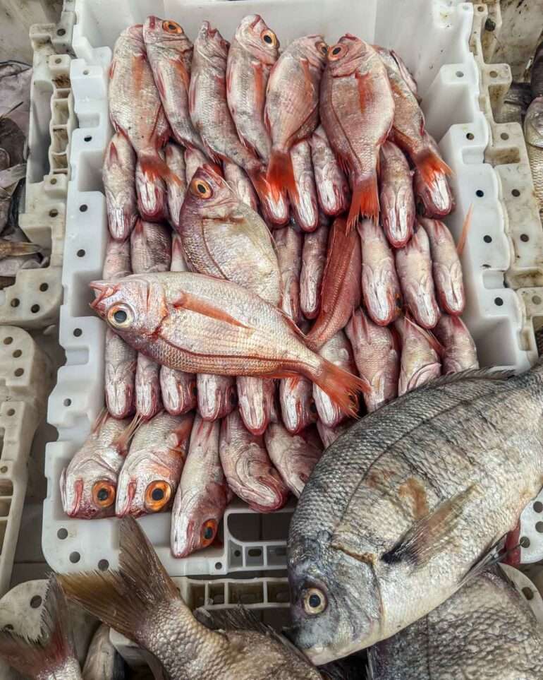 Laayounesta Atlantin rannikolle