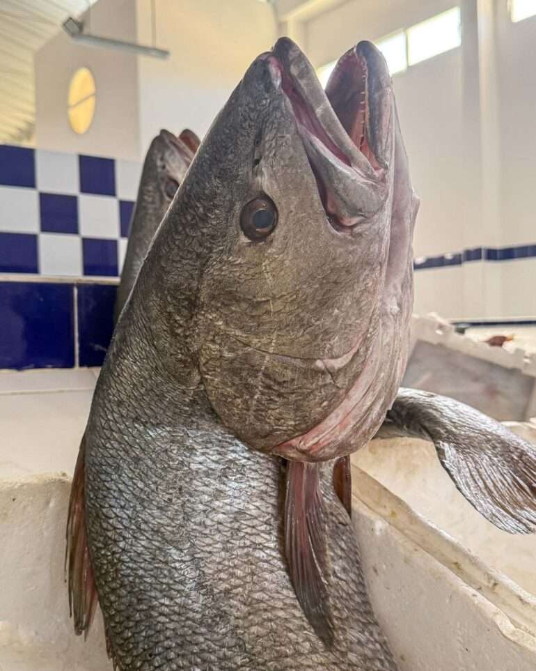 Laayounesta Atlantin rannikolle