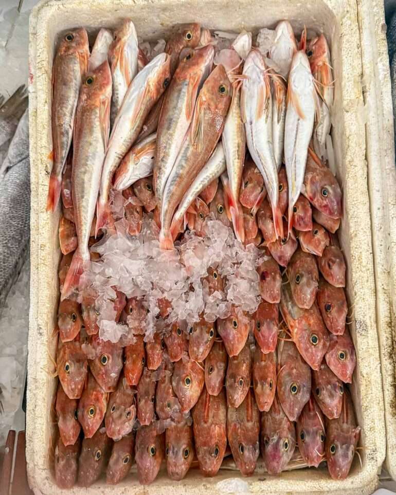 Laayounesta Atlantin rannikolle