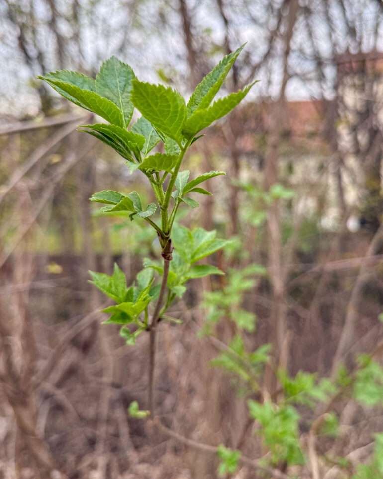 Lublin vanha juutalainen hautausmaa