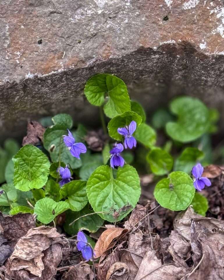 Lublin vanha juutalainen hautausmaa