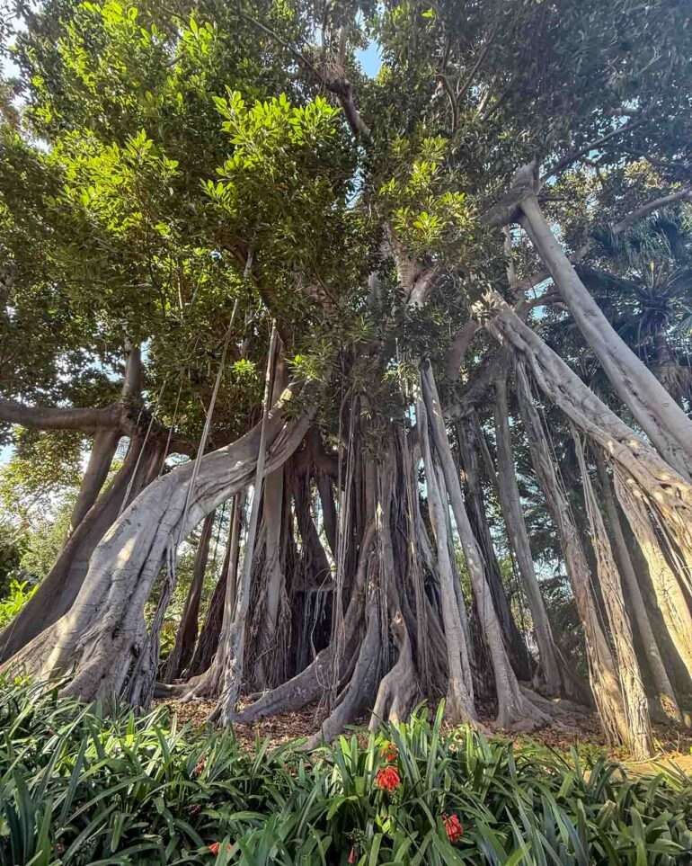 Puerto de la Cruz kasvitieteellinen puutarha
