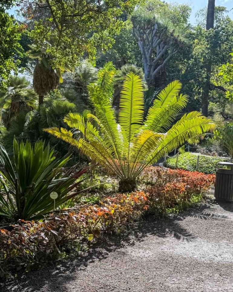 Puerto de la Cruz kasvitieteellinen puutarha