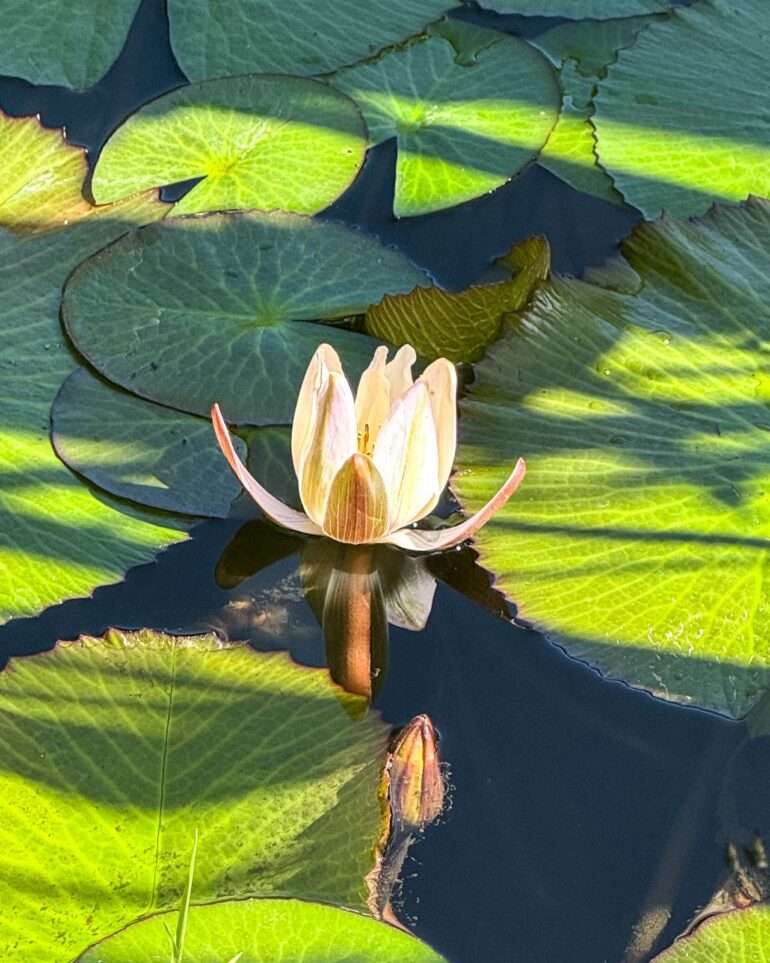 Puerto de la Cruz kasvitieteellinen puutarha