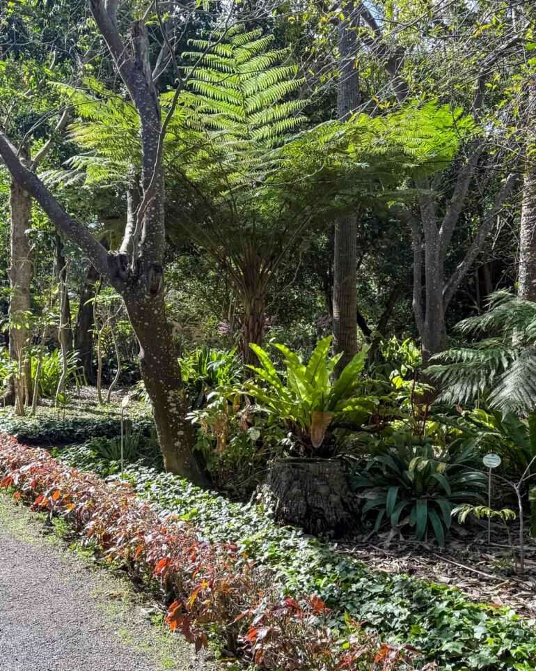 Puerto de la Cruz kasvitieteellinen puutarha