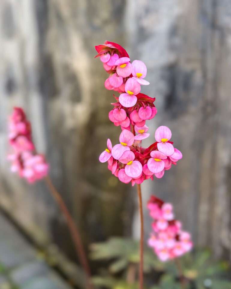 Puerto de la Cruz kasvitieteellinen puutarha