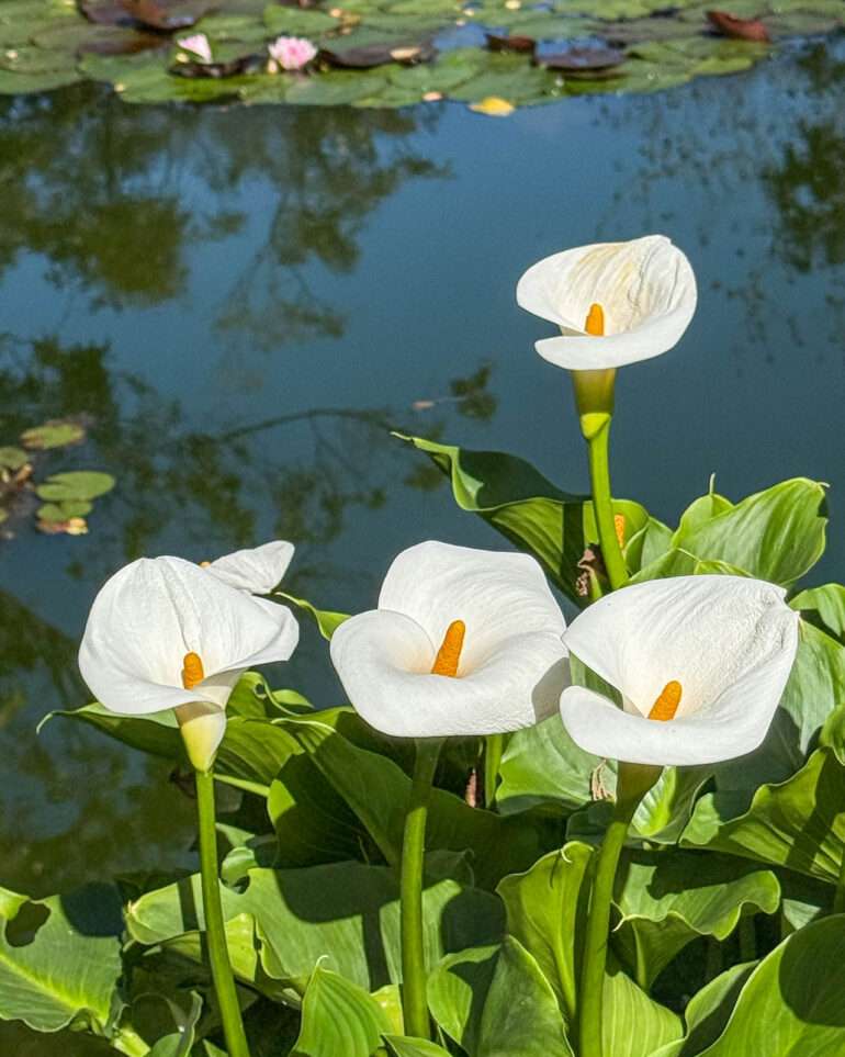 Puerto de la Cruz kasvitieteellinen puutarha