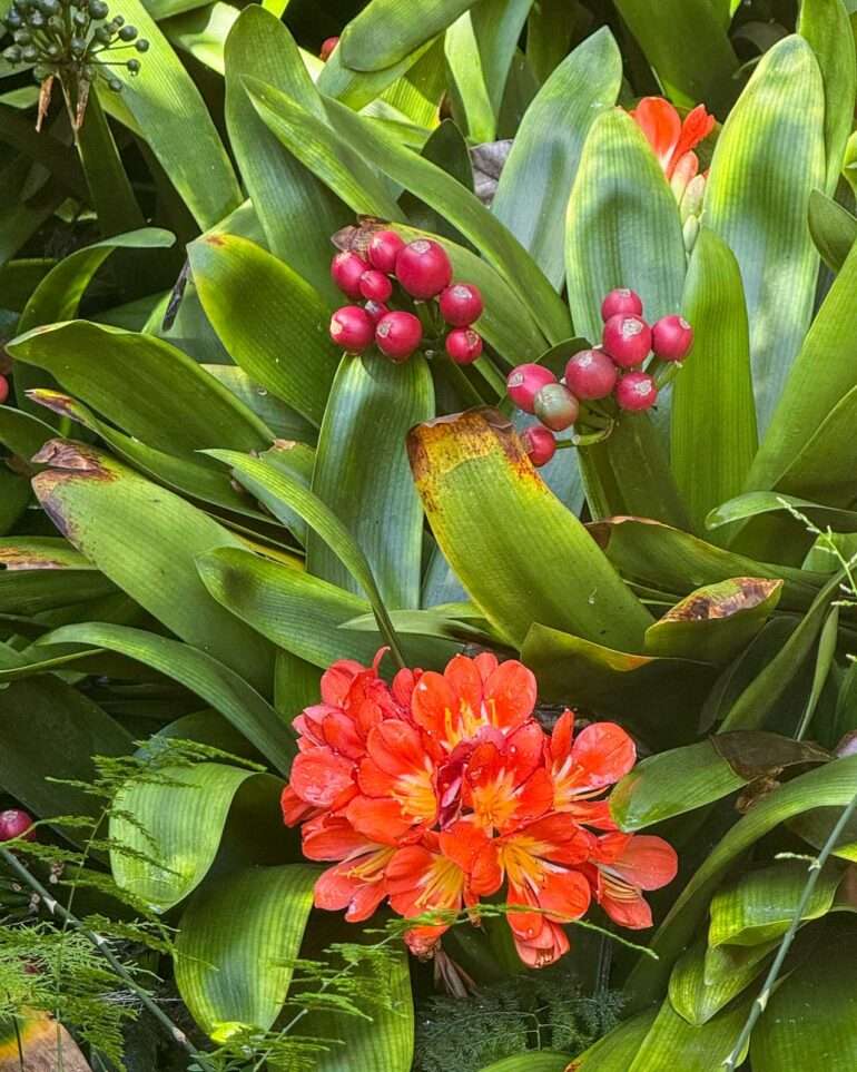 Puerto de la Cruz kasvitieteellinen puutarha