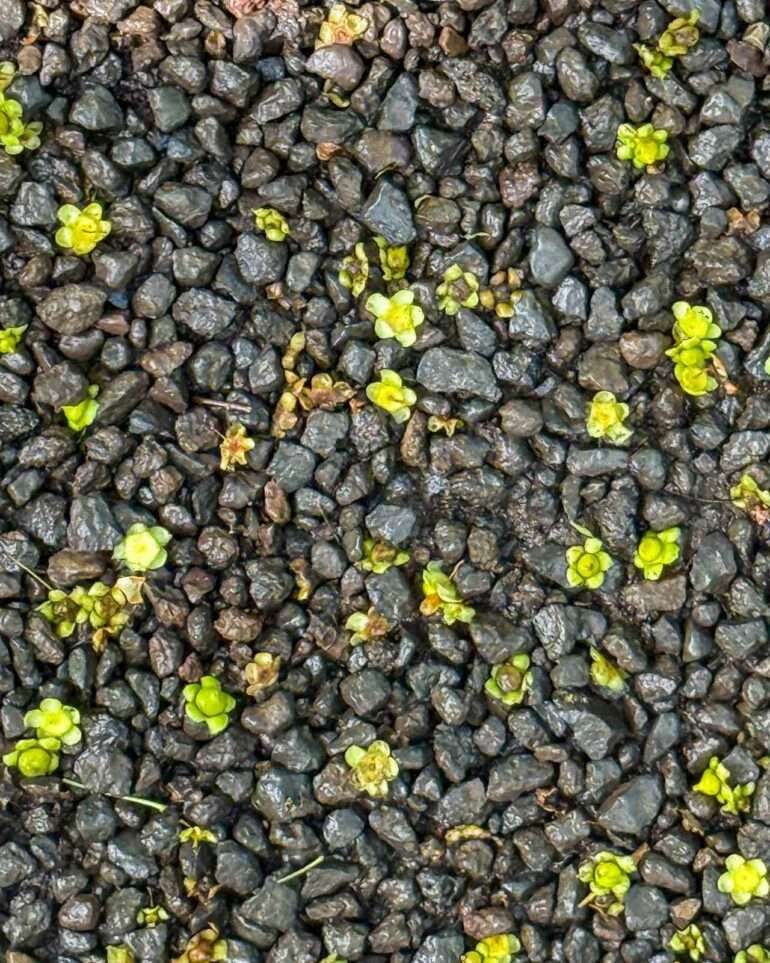 Puerto de la Cruz kasvitieteellinen puutarha