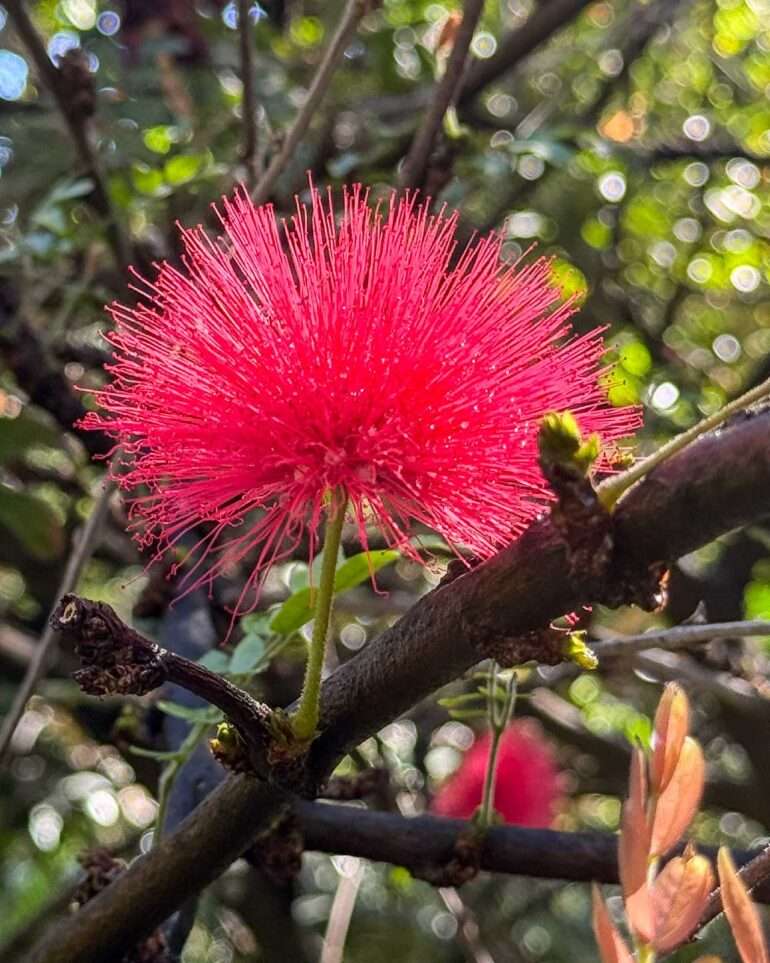 Puerto de la Cruz kasvitieteellinen puutarha