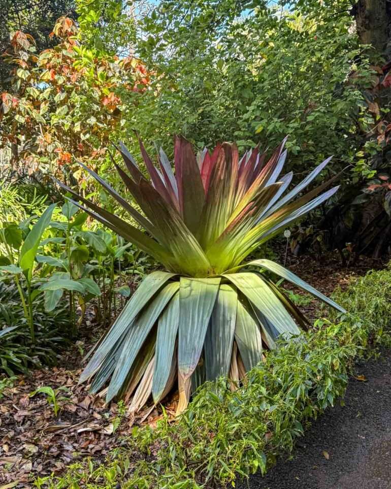 Puerto de la Cruz kasvitieteellinen puutarha