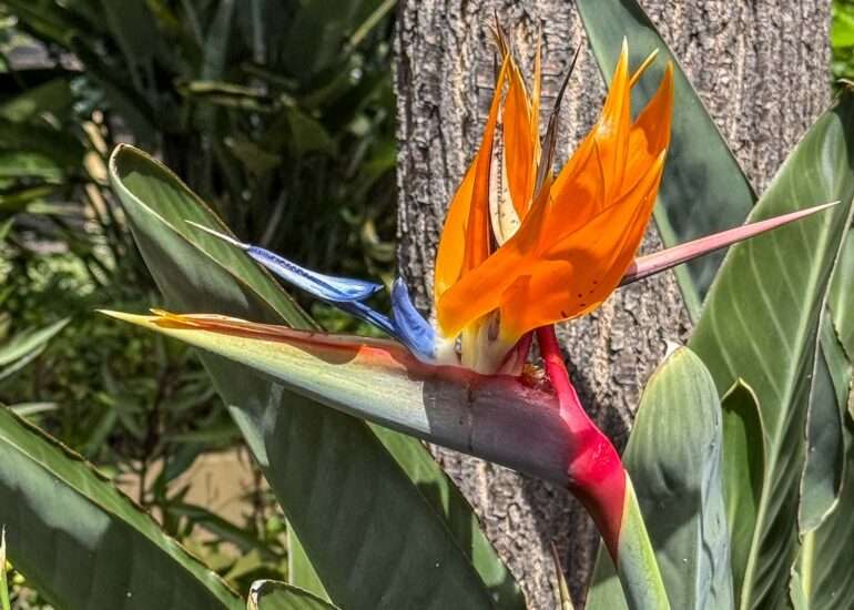Sitio Litre Puerto de la Cruz