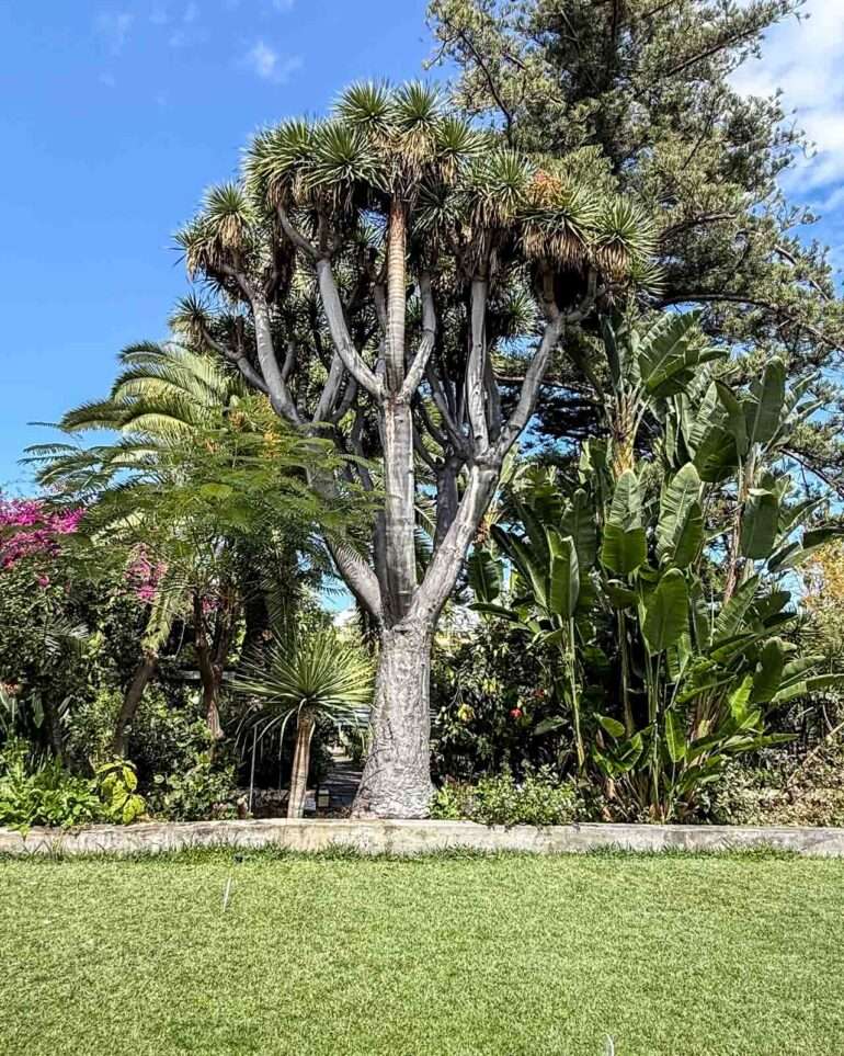 Sitio Litre Puerto de la Cruz