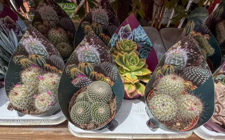 Mercado de Nuestra Senora de Africa