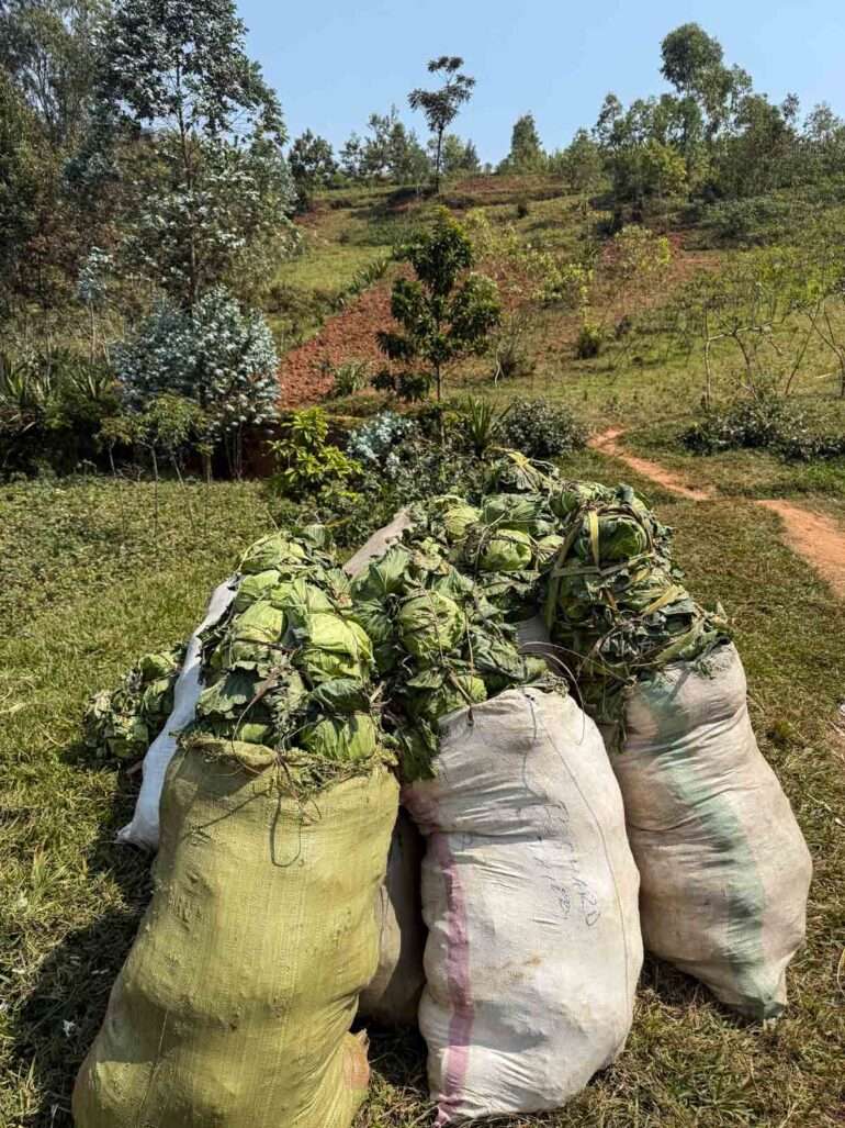 Bujumburasta Gitegaan