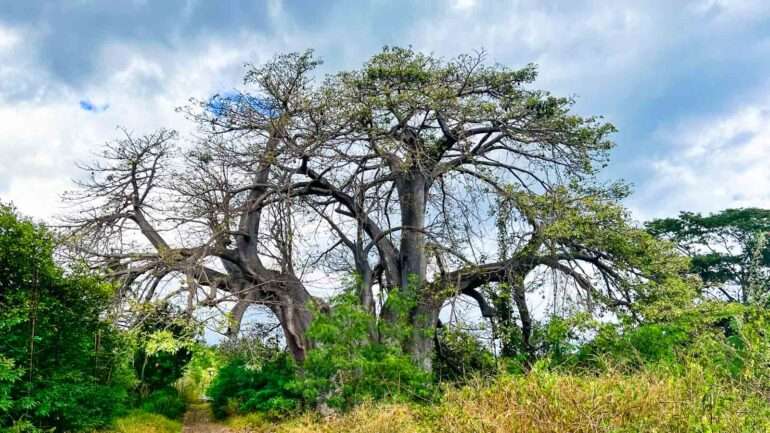 baobab