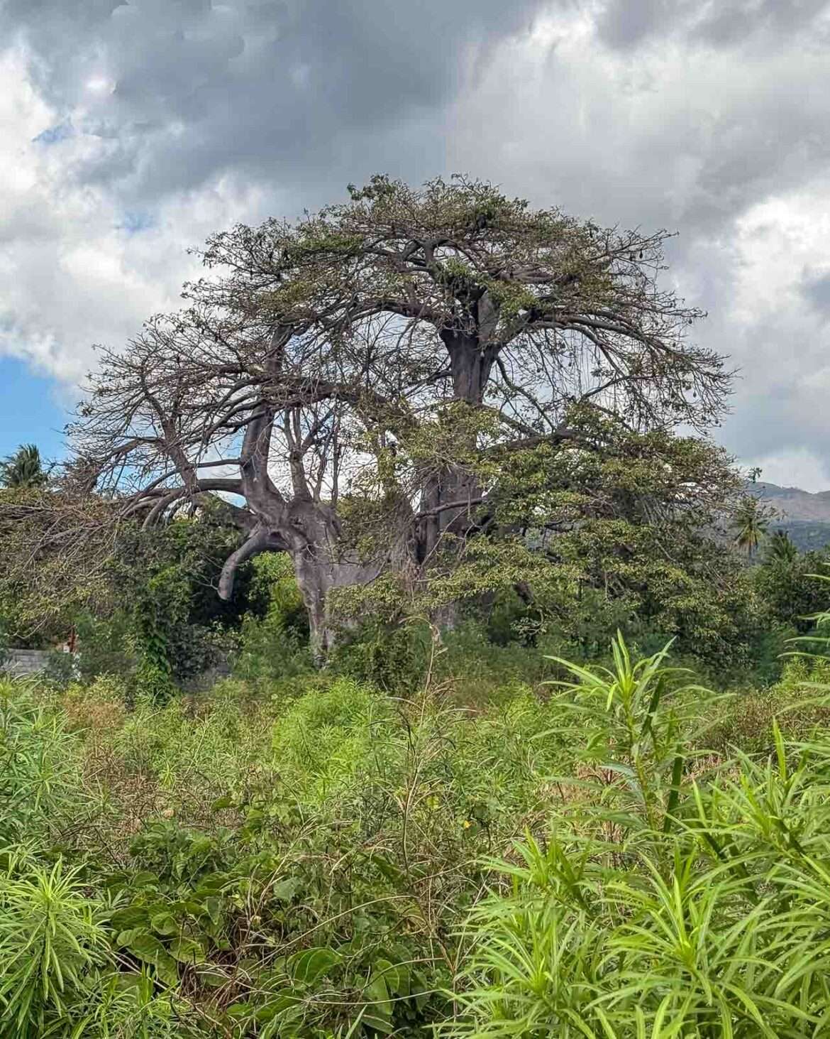 baobab