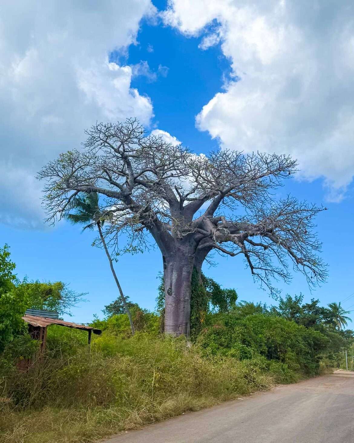 baobab
