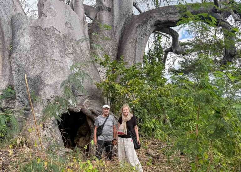 baobab