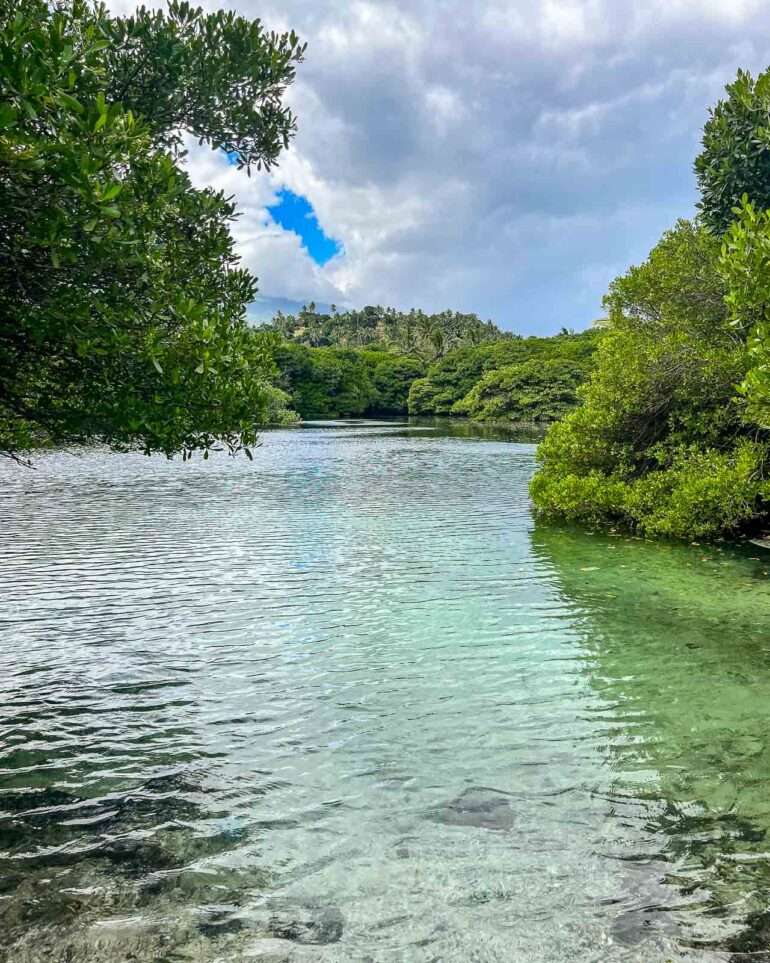 Mangrove Ikoni