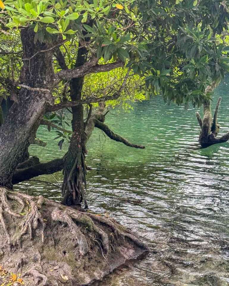 Mangrove Ikoni