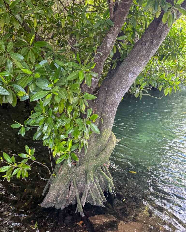 Mangrove Ikoni