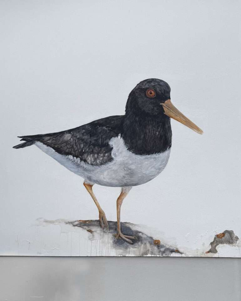 meriharakka flatbirds