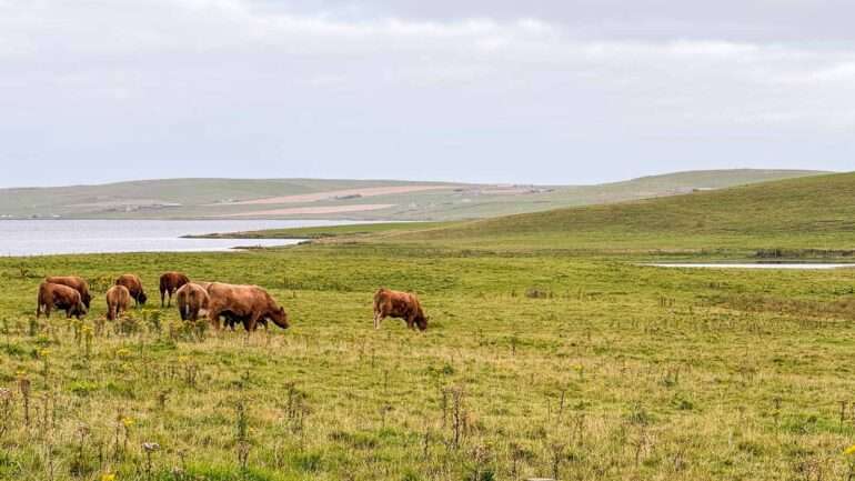 Orkney